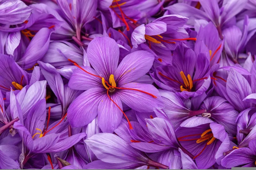 Kashmiri Saffron 1gm